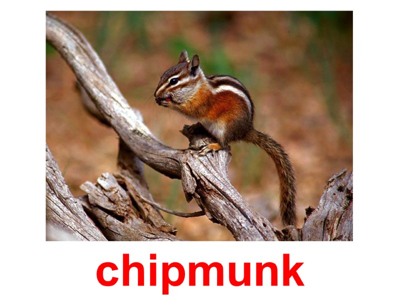 Бурундук chipmunk